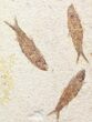 Multiple Knightia Fossil Fish Plate - x #41045-1
